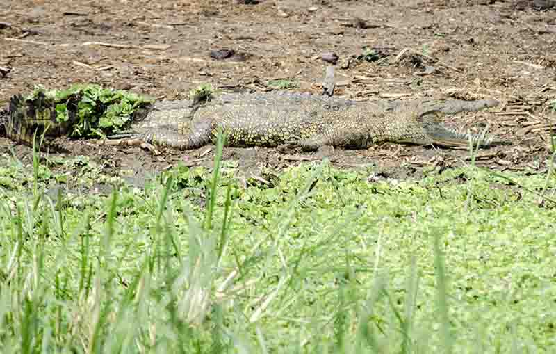 Cocodrilo - parque nacional Queen Elizabeth - Uganda 3.jpg